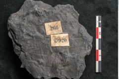 Foto (Detailansicht) von Callipteris sp.  (NHMW-GEO-2024-0188-10920)